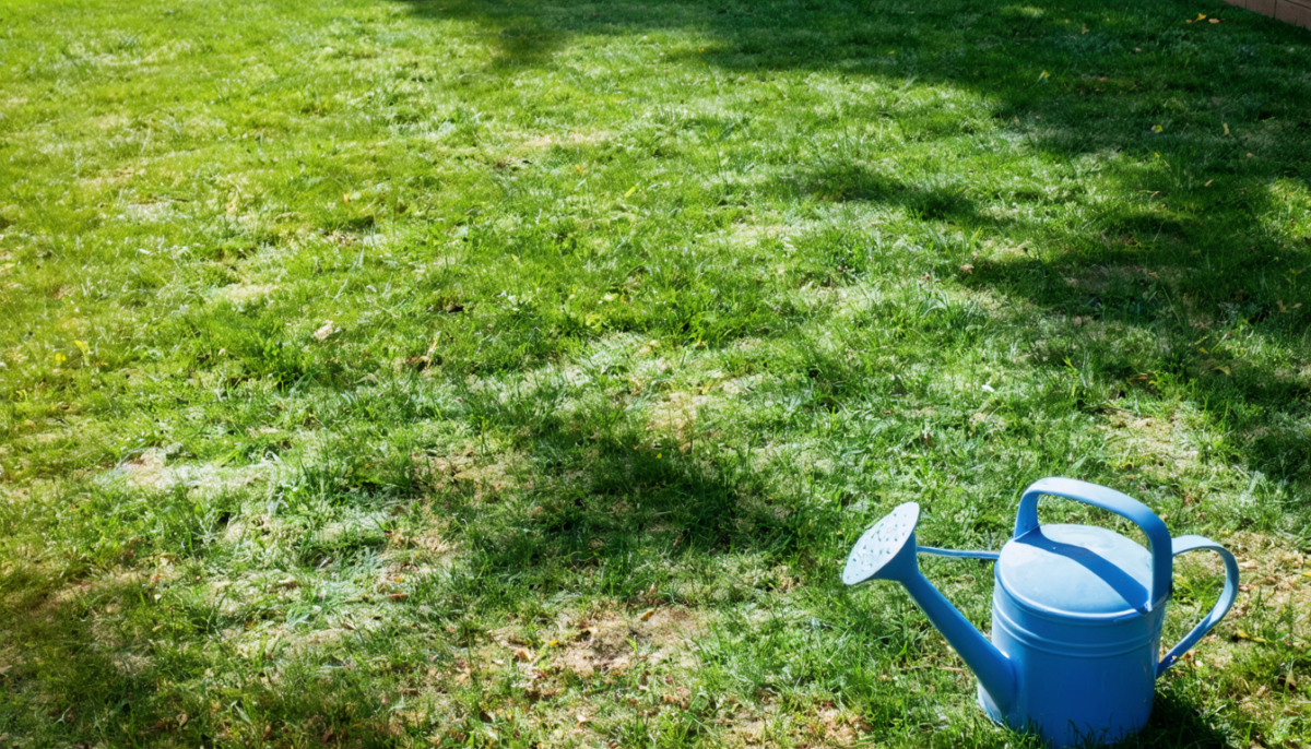 découvrez les meilleures solutions pour revitaliser un gazon qui ne repart pas après 2 semaines et retrouvez un jardin verdoyant rapidement.